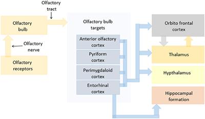 Zinc Nanoparticles Enhance Brain Connectivity in the Canine Olfactory Network: Evidence From an fMRI Study in Unrestrained Awake Dogs